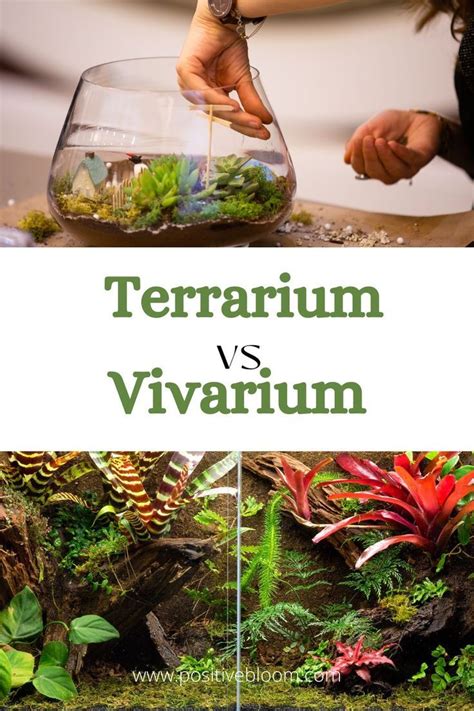 Terrarium VS Relaxation: Unlocking Nature's Tranquility in 2025