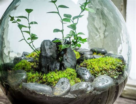 Terrarium making in Singapore: Everything you need to know