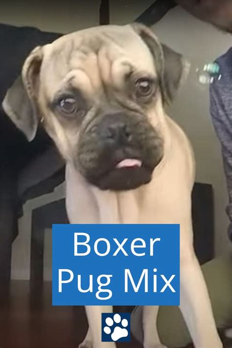 Terrier and Boxer Mix: The Perfect Blend of Playfulness and Protectiveness