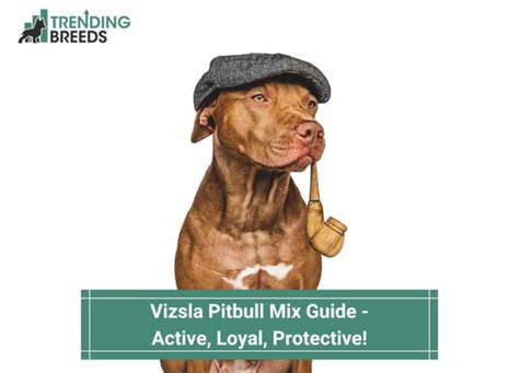 Terrier and Pitbull Mix: A Comprehensive Guide to the Loyal and Protective Hybrid