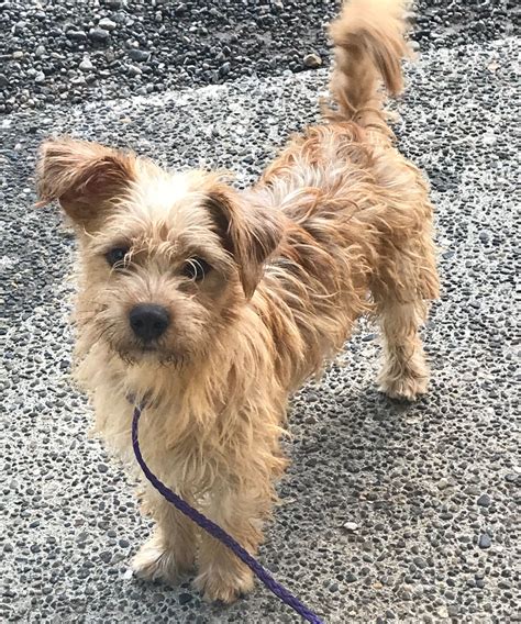 Terrier mix dogs