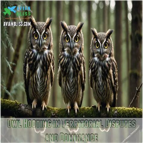 Territorial hooting: