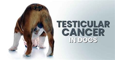 Testicular Cancer in Dogs: 1 in 4 Male Dogs Will Develop It