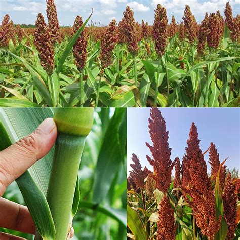 TexanSweetness: A Comprehensive Guide to Cultivating and Enjoying Sweet Sorghum