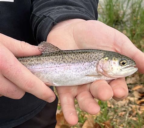 Texas Trout Stocking: A Comprehensive Guide