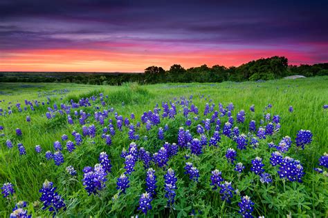 Texas Wild and Beautiful PDF