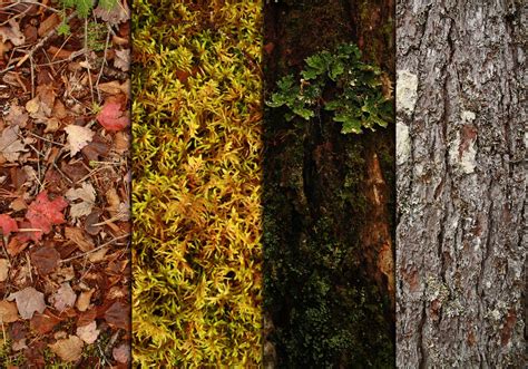 Texturas naturais: