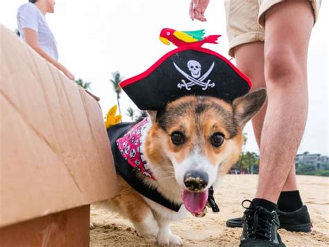 The 10 Best Pet-Themed Events and Festivals for 2025