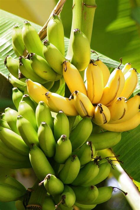 The 10 Essential Nutrients for Banana Trees