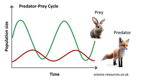 The 12-Month Prey Growth Cycle: A Comprehensive Guide