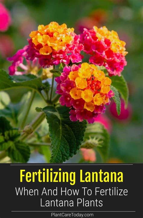 The 18 Essential Lantana Fertilizer Tips & Tricks You Need To Know