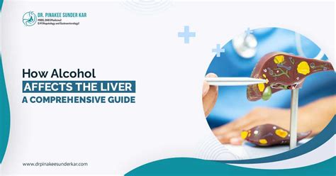 The 2025 Guide to Alcohol's Devastating Liver Damage: A Comprehensive Exploration