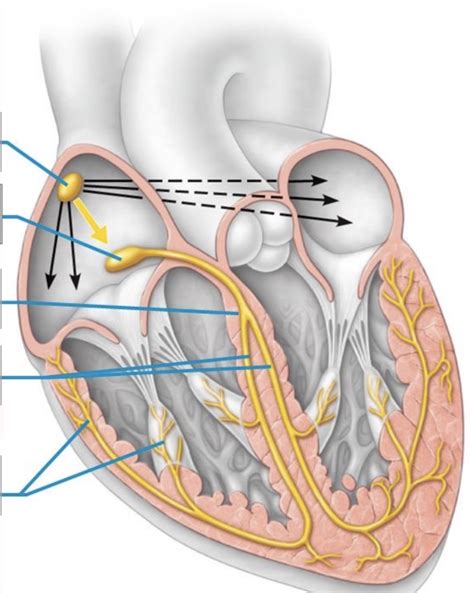 The 2025 Paradigm Shift: Unlocking the Power of the Intrinsic Conduction System of the Heart