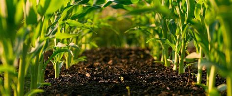 The 21st Century Guide to Standard Fertilizers: Maximizing Crop Yield and Soil Health