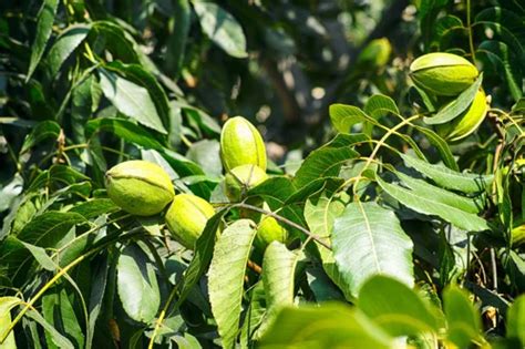 The 3 Best Pecan Tree Fertilizers for Optimal Growth and Yield