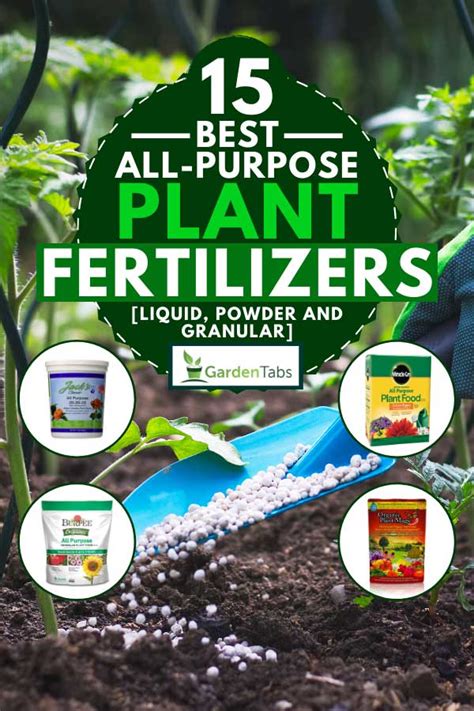 The 3 Best Types of Fertilizer for Pitaya Plants