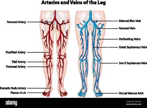 The 3 Major Arteries of the Lower Extremity: A Comprehensive Guide