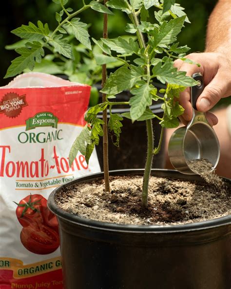 The 4 Best Fertilizers for Tomatoes