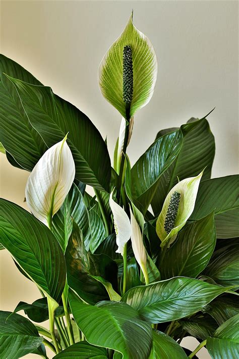 The 5 Best Fertilizers for Peace Lily Plants