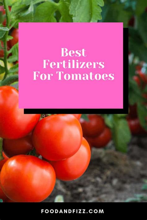 The 5 Best Fertilizers for Tomatoes in 2023: A Comprehensive Guide