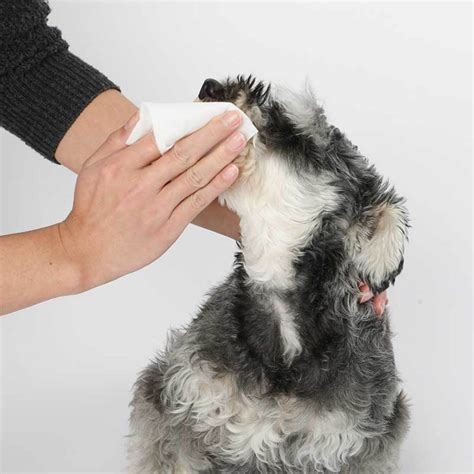 The 5 Best Pet Wipes for Dogs in 2025: A Comprehensive Guide