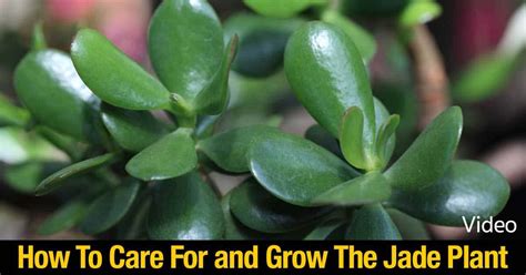 The 5 Essential Jade Tree Fertilizers for Optimal Growth