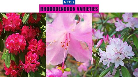 The 5 Key Nutrients for Rhododendrons