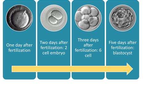 The 5-Step Fertilization Method