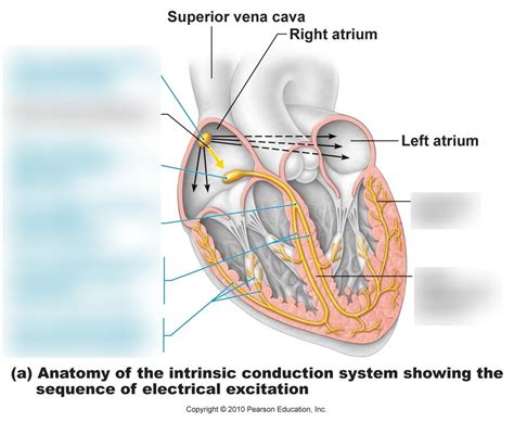 The 5-Step Guide to Understanding the Intrinsic Conduction System of the Heart