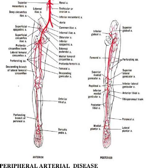 The 7 Essential Arteries of the Lower Extremity: A Comprehensive Guide