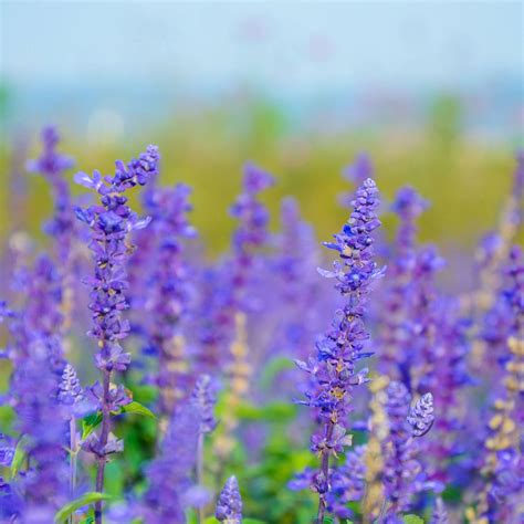 The 7 Essential Salvia Fertilizing Rules for Supersized Blooms