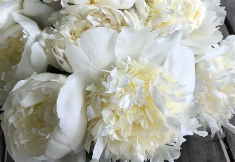 The 7 Secrets of Peony Fertilization: Unveiling the Key to Floral Splendor