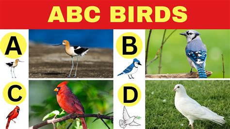 The ABC Birds Centre: A Comprehensive Guide for Bird Enthusiasts