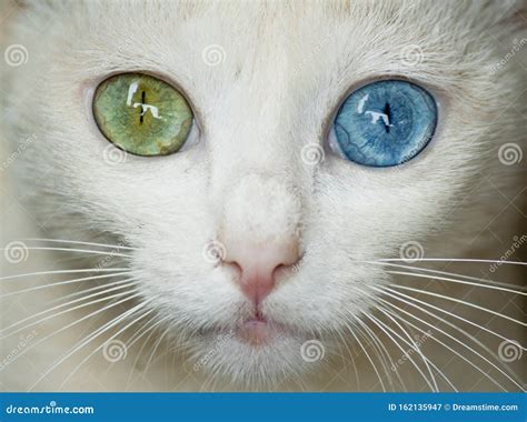 The Adventure of the White Cat with a Blue Eye and a Green Eye PDF