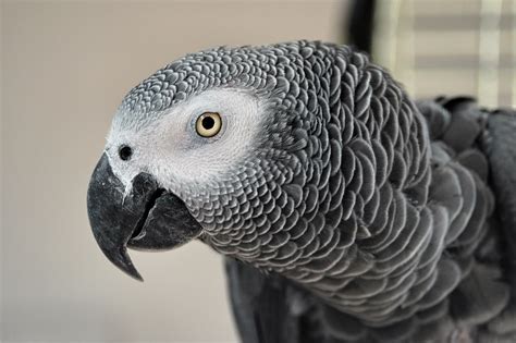 The African Grey Parrot: A Guide to Their Lifespan and Care