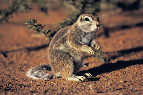 The African Ground Squirrel: A Tail of Adaptation