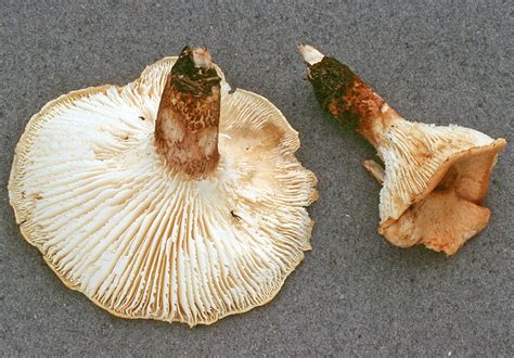 The Agaric Genera Lentinus Epub