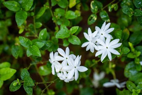 The Alchemy of Jasmine: A Fragrant Oasis