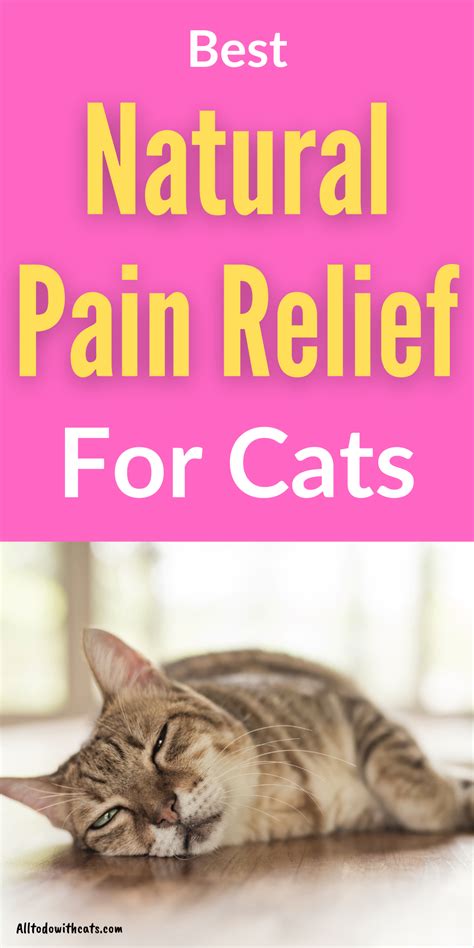 The All-Natural Solution for Healthy and Happy Kittens