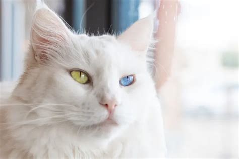 The Allure and Science of Cat Eyes: Enhancing Vision, Aesthetics, and Health