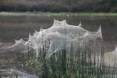 The Allure and Significance of Gossamer: Unraveling the Delicate Threads of Nature