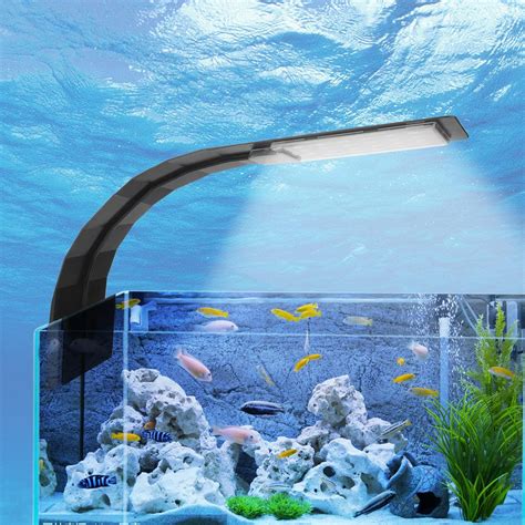 The Allure of Aquarium Lighting