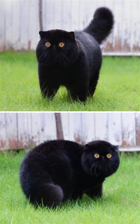 The Allure of Black Cats with White Paws: Unraveling the Mystique