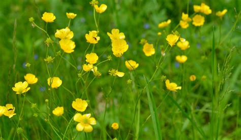 The Allure of Buttercups