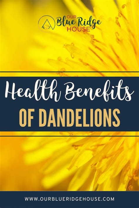 The Allure of Dandelions: Unlocking Their Therapeutic Benefits and Culinar