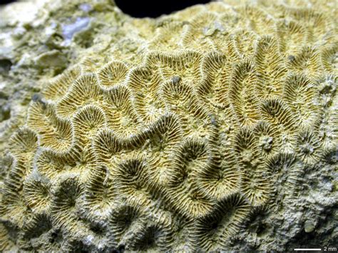 The Allure of Fossilized Coral