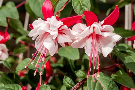 The Allure of Fuchsia