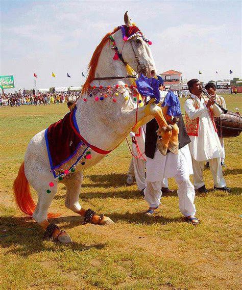 The Allure of Horse Dance Horse Dance