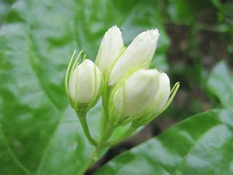 The Allure of Jasmine Rain: A Guide to Its Benefits, Uses, and Cultivation