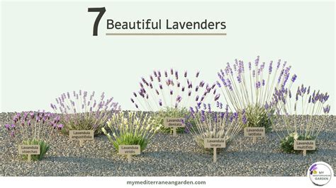 The Allure of Lavender